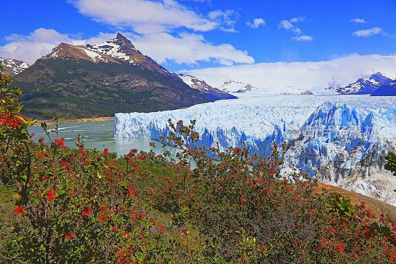 莫雷诺冰川和红色的野花，阿根廷湖- El Calafate，巴塔哥尼亚